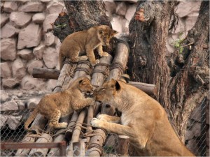 Caption : Lioness baby in Lucknow ZooCaption : Azam Husain